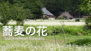 蕎麦の花buckwheat flowers