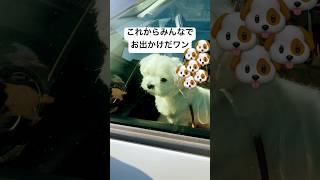 お出かけのとき自分から車に乗ろうとする生後1歳3ヶ月のマルチーズ #shorts #マルチーズ #ドライブ #maltese