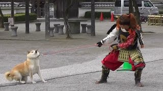 「葵」武将隊◆開運ﾛｰﾄﾞ ｿﾛ:半こま+犬と格闘する勝成さんw2014.12.20AM