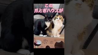 破壊する猫　#shorts #cat #cats #猫 #ねこ#保護猫 #スコティッシュフォールド