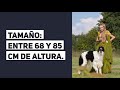 12 razas de perros grandes