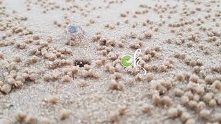 แอบดูปูลม (ghost crab) ริมทะเลออกจากรูบนทรายมาหาอาหาร