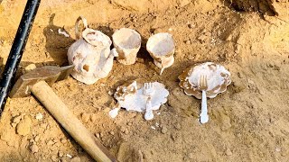 Gold Teapot and Ancient Pots Unearthed in the Mountains