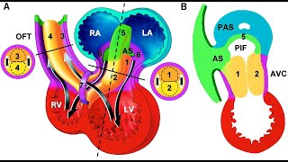 Embryology: Cardiovascular (Part 1)