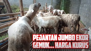 harga murah,.... stok domba dikandang NF farm...