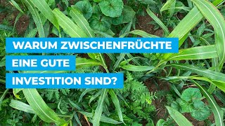 Warum Zwischenfrüchte eine gute Investition sind?