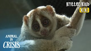 人間の欲はエキゾチックな動物に何をしたんだスローロリゼ？lクリーゼの動物Ep 357