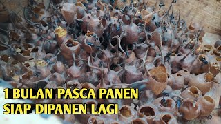 CEK KONDISI ITAMA PASCA PANEN