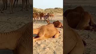 Camels fighting, love and kisses each other