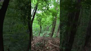 КАРПАТИ ЛІС СПОКІЙ ПРИРОДА НАСОЛОДА ЗВУКИ УКРАЇНА FOREST UKRAINE NATURAL