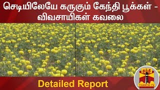 செடியிலேயே கருகும் கேந்தி பூக்கள் - விவசாயிகள் கவலை | Nellai | Detailed Report