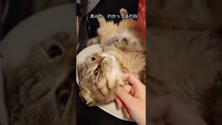 ヘソ天しながら甘えてくる猫 #shorts