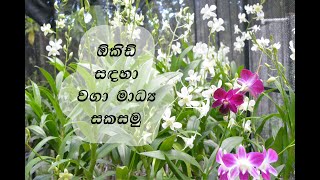 ඕකිඩ් පැලයක් සිටුවීමේදී අවශ්‍ය බඳුන් මිශ්‍රණය