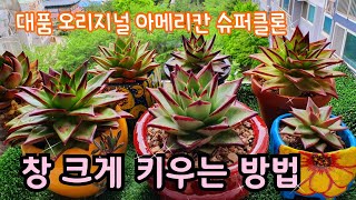 🔴다육이 창 대품으로 크게 키우는 방법 🔴아메리칸 오리지널 왕대품 슈퍼클론 구경 하세요 ♡창키우기 Succulent plant Bottl garden