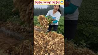 आफ्नै देशको माटोमा सुन फलाउने युवती 😱 #motivation #shortvideo #ytshorts #viralvideo #villagelife