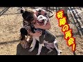 奇跡の再会！行方不明になった犬がテレビの画面に.....