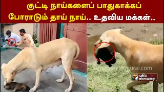 குட்டி நாய்களைப் பாதுகாக்கப் போராடும் தாய் நாய்.. உதவிய மக்கள்..   | PTT