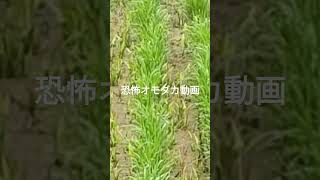 米農家を悩ます恐怖オモダカ動画　　　令和4年田植え機がスタックした圃場田植え後1ヶ月後　恐怖のオモダカの多発シーン、あなたならどうする？　多分この圃場呪われています。稲作　除草剤　バサグラン3k粒剤