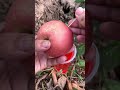 apple with fruit mango 🥭 camping outdoorsurvival bushcraft satisfying mango apple garden