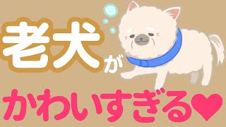 老犬が可愛すぎる！愛おしさが止まらないシニア犬あるある