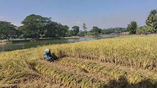 ধানের ক্ষেতে ঢেউ খেলানো,,,এমন কোথাও নাই রে..........!!!!