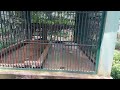 jhargram mini zoo part 2