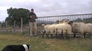 muguiabordercollie.curso.guillaume