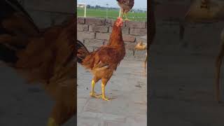 RHODE ISLAND RED RIR🐔 CHICKEN PURE BLOOD LINE RIR CHICKEN