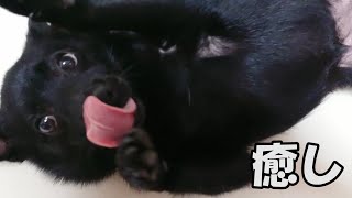 黒犬を愛で、癒されるだけの動画【スキッパーキ クー】