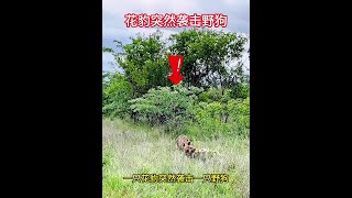 花豹突然襲擊野狗，沒想到遭到野狗強烈反擊 #野生動物零距離 #動物世界 #動物的迷惑行為 #花豹 #野狗