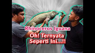 Perawatan RHINOCEROS IGUANA Lengkap HANYA ADA DISINI!!!