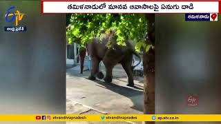 Elephant Named Arikomban | Ruckus in Megamalai Forest Area | Police Alerts Locals