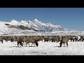 national elk refuge with brushbuck