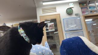 【保護猫】土曜日の夜も保護猫たちと一緒に過ごしませんか？よしもとLive\u0026ひでさん💖