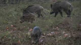 Big Wild Boar, Veluwe