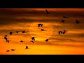 Why Do Birds Fly South for the Winter?