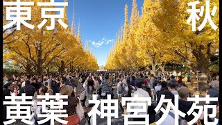 11月　紅葉・黄葉　神宮外苑いちょう並木　ー　12ヶ月の東京