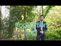 【悉尼逐區睇】roseville 北區低密度住宅區 ｜1站到chatswood ｜學校、樓價、特色