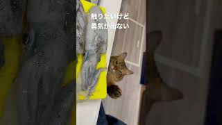 釣れたてのイカを猫に見せてみると