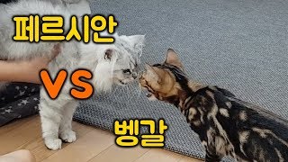 벵갈 아가냥이 집에 놀러 왔어요! (페르시안 아기고양이와 벵갈 아기고양이의 첫 만남!)