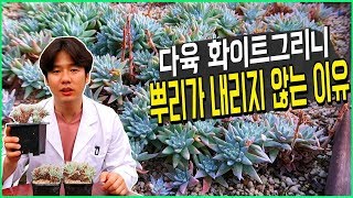 다육이 화이트그리니 뿌리가 내리지 않는이유! - 여름철 다육이키우기 휴면기