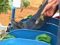 Mapex Mechanical Transplanter w/ Simultaneous Plastic Laying and Planting Capability