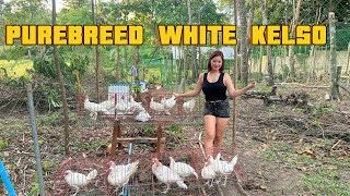 Nilipat ko ang mga White Kelso sa Free range area! Napakadami na nila!