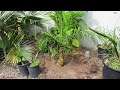 12 years timelapse of my mule palm @ belgium