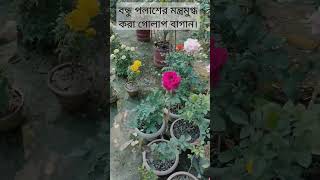 বন্ধু পলাশের মন্ত্রমুগ্ধ করা গোলাপ বাগান# Rose Garden# Rose care