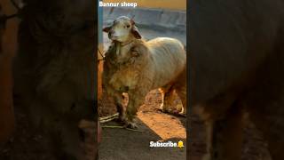 Bannur sheep🔥 (like, subscribe and support the channel)