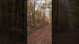 유럽여행 autumn forest in Germany(독일의 가을 숲) 오버우어젤 Oberursel #Германия осень #ドイツ秋