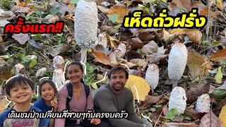 V295 ครั้งแรก❗️เก็บเห็ดถั่วฝรั่ง Shaggy mane เดินป่าเปลี่ยนสีสวยสุดๆกับครอบครัว รัฐวิสคอนซิน อเมริกา