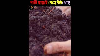 পানি ছাড়াই ৫১ বছর ধরে বেচেঁ আছে যে গাছ  || Factz Riyad #shorts