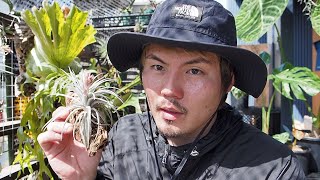 【植物紹介】あなたはだんだんTillandsiaが欲しくなる【エアプランツ】